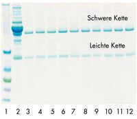 Menschliches IgG wurde 10-mal aus normalem Serum unter Einsatz einer regenerierten  PROSEP-G Zentrifugations-Säule aufgereinigt.